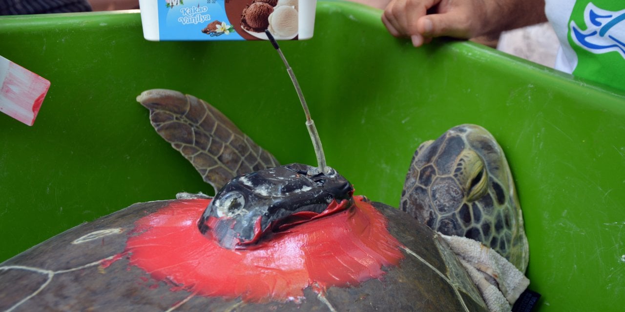 Tedavileri tamamlanan Deniz kaplumbağaları denize salındı