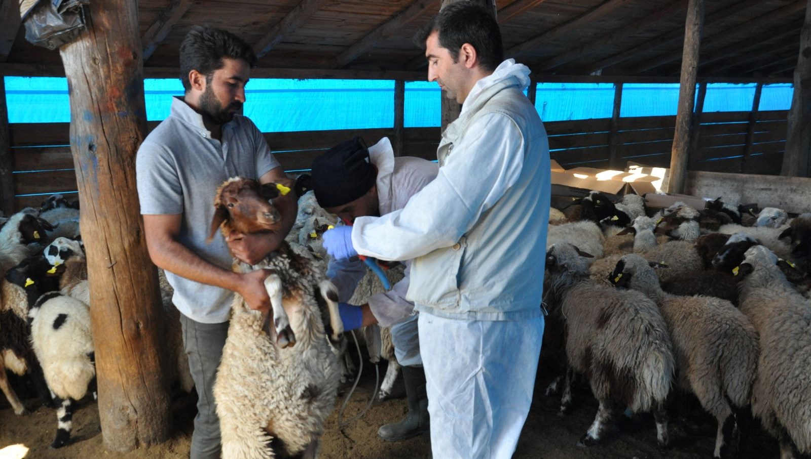 karsta kucukbas hayvanlara kayit altina aliniyor xF9iP3uu