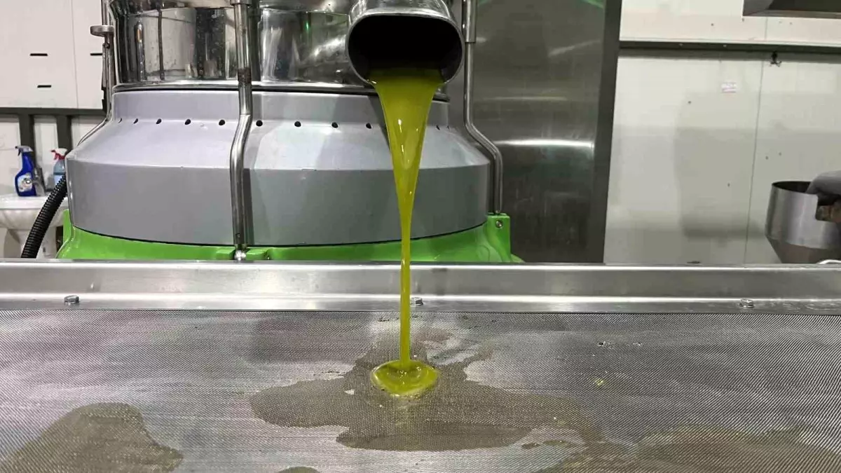 marmaranin ilk zeytinyagi sikimi iznikte gerceklesti HzxZTupV