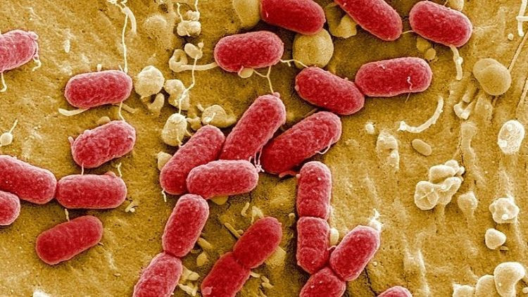 acil durum ilan edilmisti lassa atesi 166 can aldi ndfYbh1b