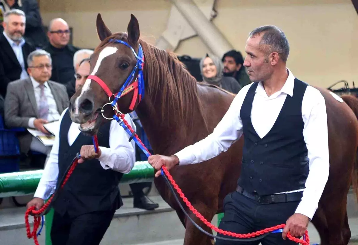 malatyada sampiyon taylar acik artirmada satildi VVL9BMpy.jpg