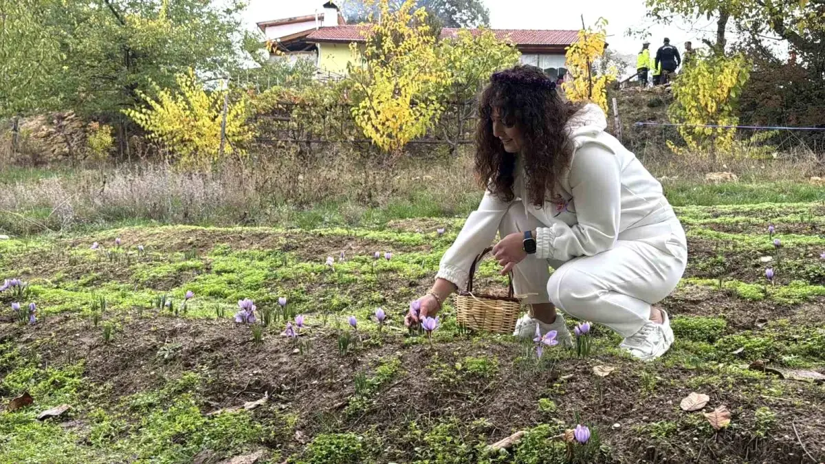 safranin kilogrami 600 bin lira xVsCK3ha.jpg