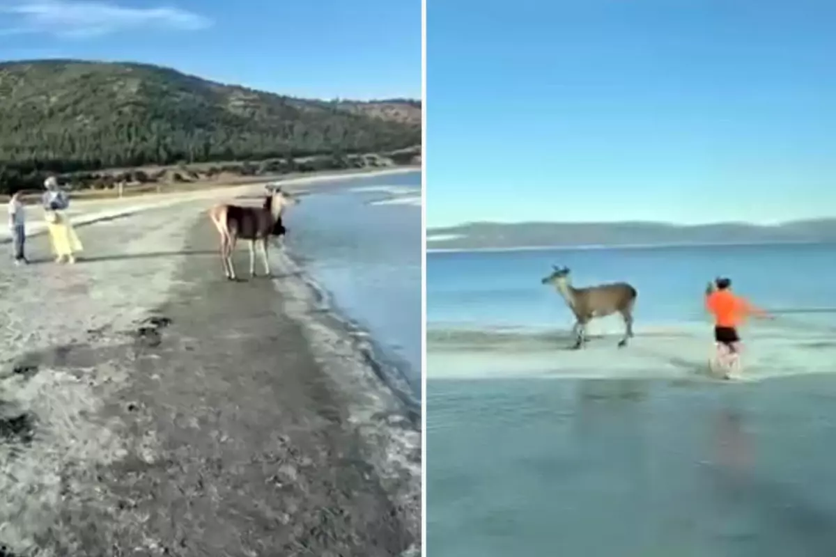 salda golunde kizil geyik ziyaretcileri sasirtti MttUuA6n.jpg