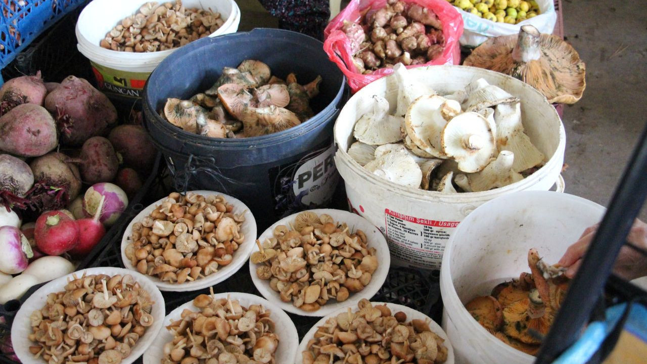 vatandas dagdan kova kova topladi kilosu 400 liradan satti jDpBfSSi.jpg