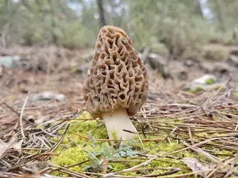 Dağlarda Altın Avı: Köylüler Kuzugöbeği Mantarını Arıyor