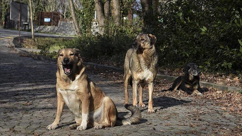Bakan Çiftçi, Türkiye genelinde sokak köpeklerinin toplanma durumunu açıkladı